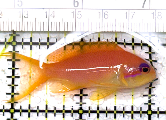 Female Lyretail Anthias (Maldives) FLA122901 WYSIWYG Size: M 2.25" approx