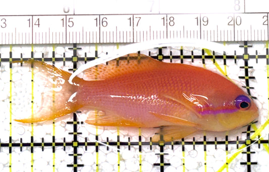 Female Lyretail Anthias (Maldives) FLA122902 WYSIWYG Size: M 2.75" approx