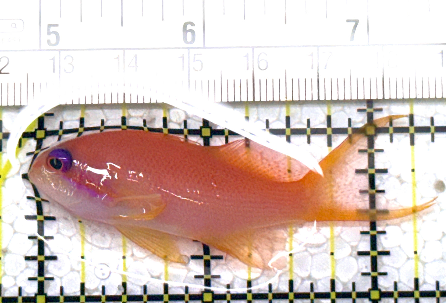 Female Lyretail Anthias (Maldives) FLA122903 WYSIWYG Size: M 2.25" approx