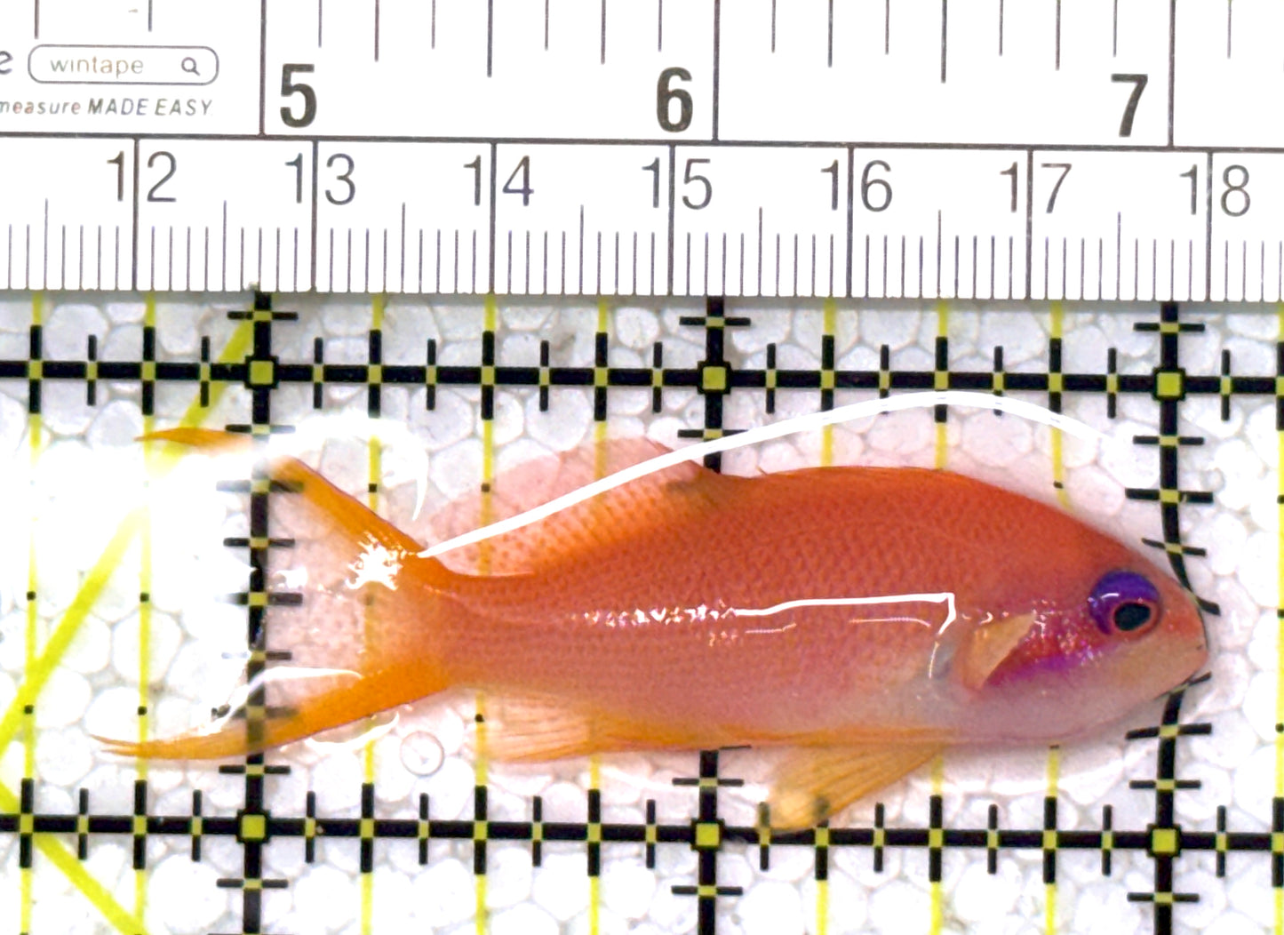 Female Lyretail Anthias (Maldives) FLA122903 WYSIWYG Size: M 2.25" approx