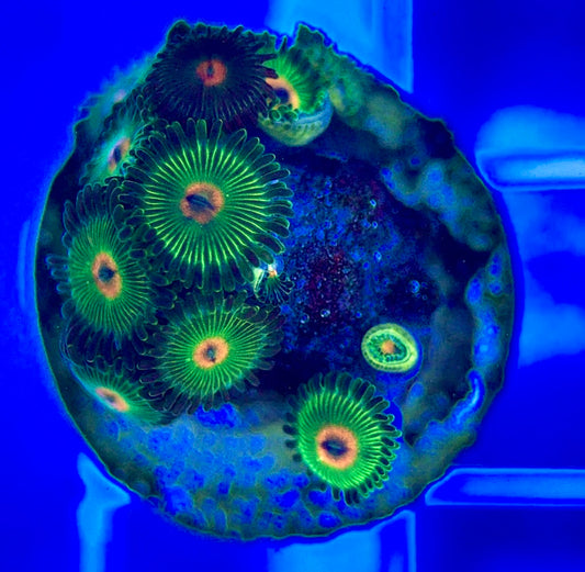 Aquacultured Zoanthids/Playthoa AZP050201 WYSIWYG