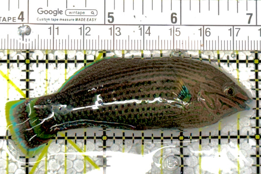 Dusky Wrasse DW120201 WYSIWYG Size: XL 3.25" approx