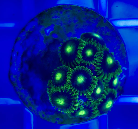 Aquacultured Zoanthids/Playthoa AZP050202 WYSIWYG