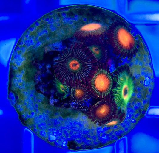 Aquacultured Zoanthids/Playthoa AZP050203 WYSIWYG