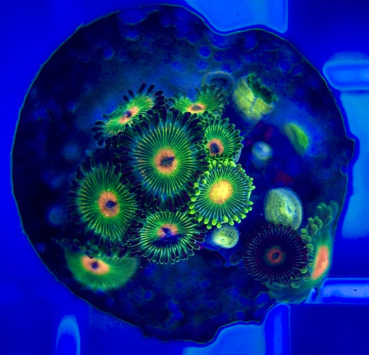 Aquacultured Zoanthids/Playthoa AZP050204 WYSIWYG