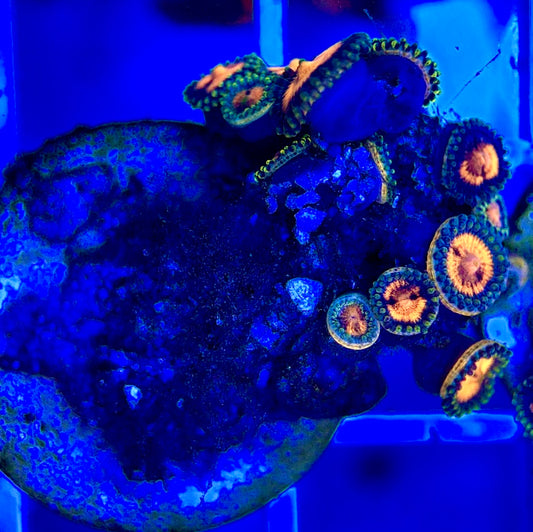 Aquacultured Zoanthids/Playthoa AZP050205 WYSIWYG