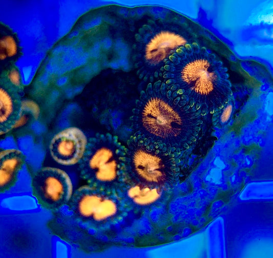 Aquacultured Zoanthids/Playthoa AZP050206 WYSIWYG