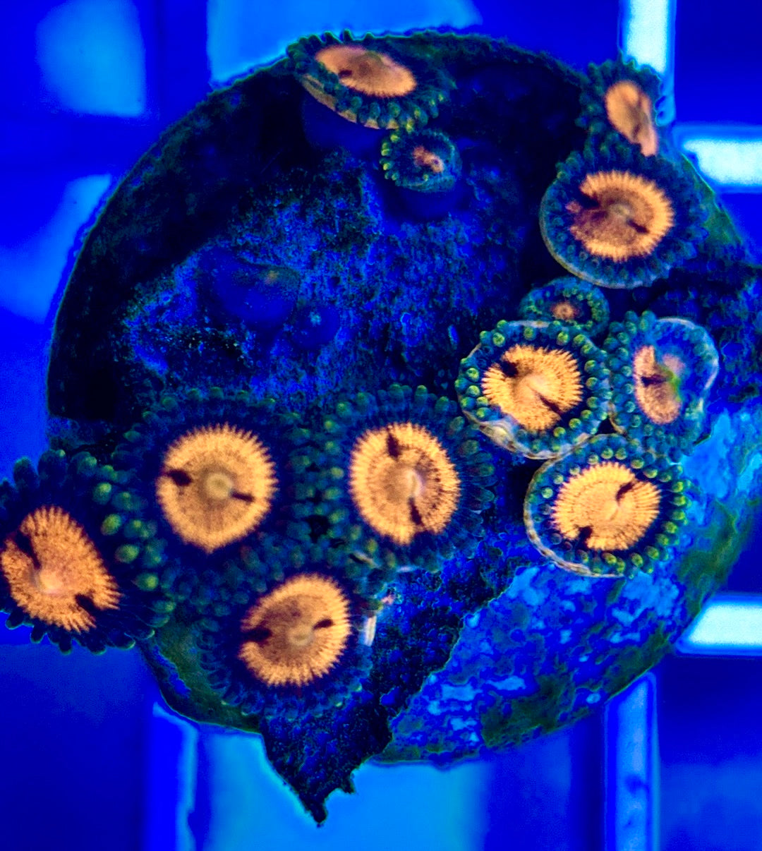 Aquacultured Zoanthids/Playthoa AZP050207 WYSIWYG