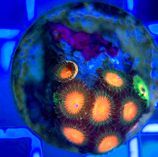 Aquacultured Zoanthids/Playthoa AZP050208 WYSIWYG