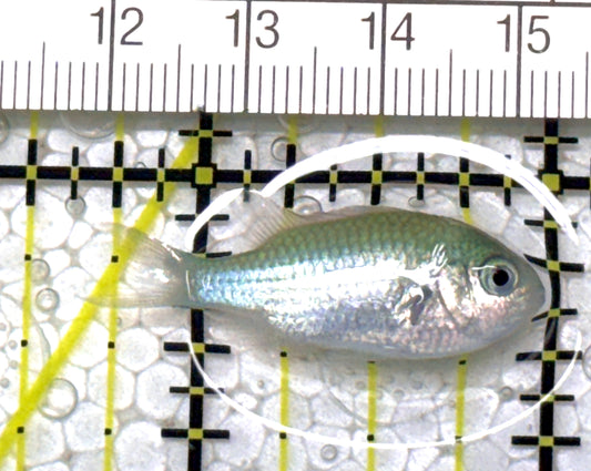 Green Chromis Fish GCF122901 WYSIWYG Size: S 1.25" approx