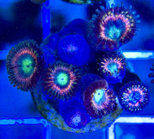 Aquacultured Zoanthids/Playthoa AZP050209 WYSIWYG