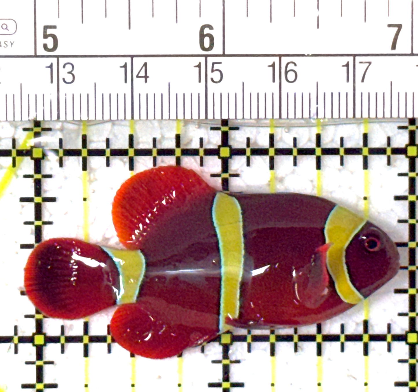 Gold Bar Maroon Clownfish Bali Grade A (Wild Caught) GBMCBGA122902 WYSIWYG Size: M 2" approx