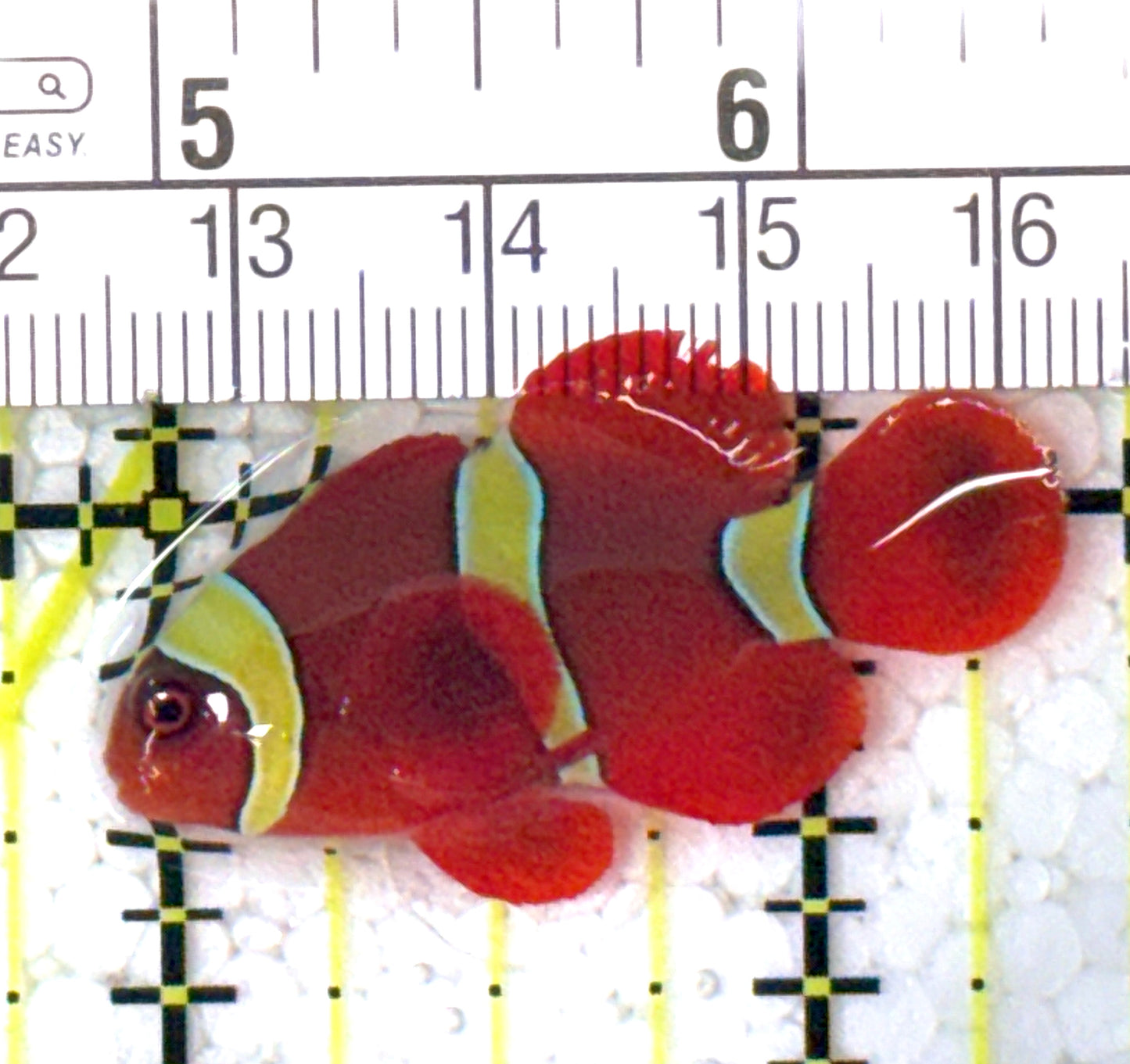Gold Bar Maroon Clownfish Bali Grade A (Wild Caught) GBMCBGA122903 WYSIWYG Size: S 1.5" approx