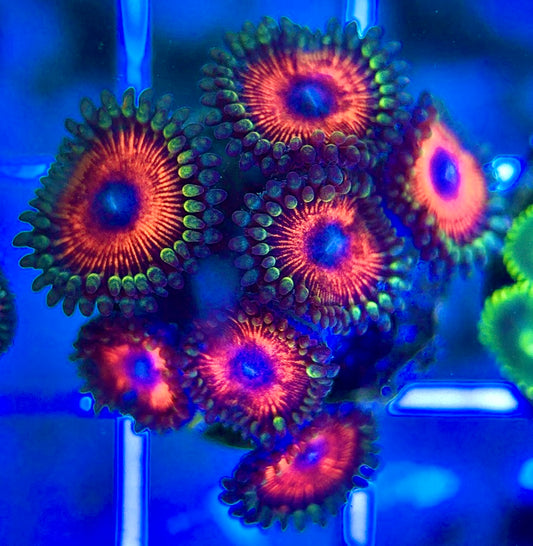 Aquacultured Zoanthids/Playthoa AZP050210 WYSIWYG