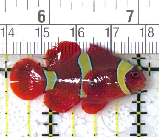 Gold Bar Maroon Clownfish Bali Grade A (Wild Caught) GBMCBGA122903 WYSIWYG Size: S 1.5" approx