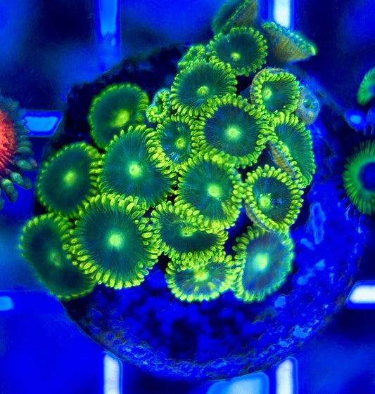 Aquacultured Zoanthids/Playthoa AZP050211 WYSIWYG