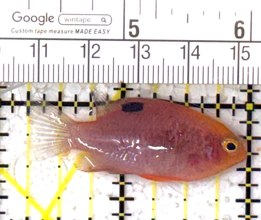 Talbot's Damselfish TD122901 WYSIWYG Size: S 1.75" approx