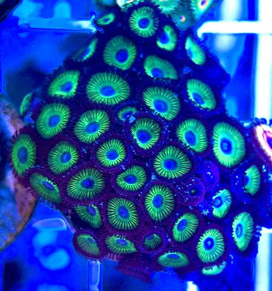 Aquacultured Zoanthids/Playthoa AZP050212 WYSIWYG
