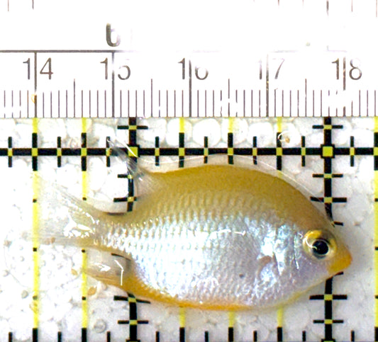 Staghorn Damselfish SD122901 WYSIWYG Size: S 1.5" approx