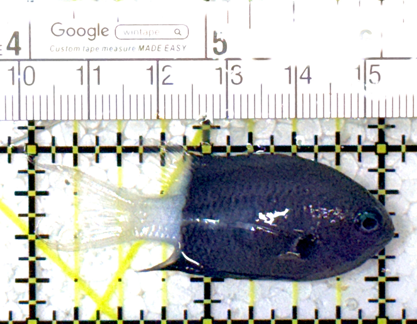 Bicolor Chromis BC122901 WYSIWYG Size: S 2" approx