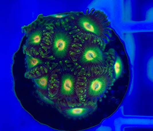 Aquacultured Zoanthids/Playthoa AZP050201 WYSIWYG