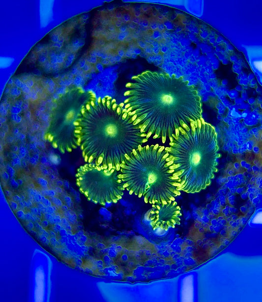 Aquacultured Zoanthids/Playthoa AZP050202 WYSIWYG