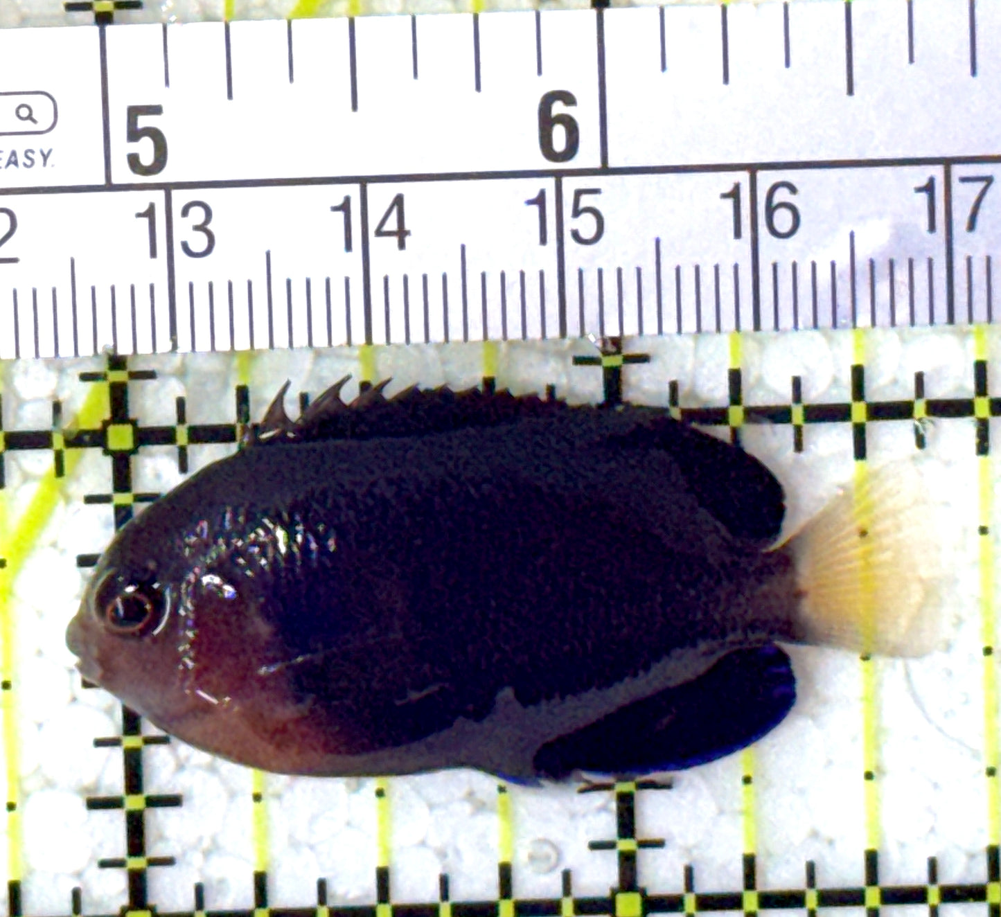 Royal Blue Pygmy Angelfish RBPA122901 WYSIWYG Size: XL 1.75" approx