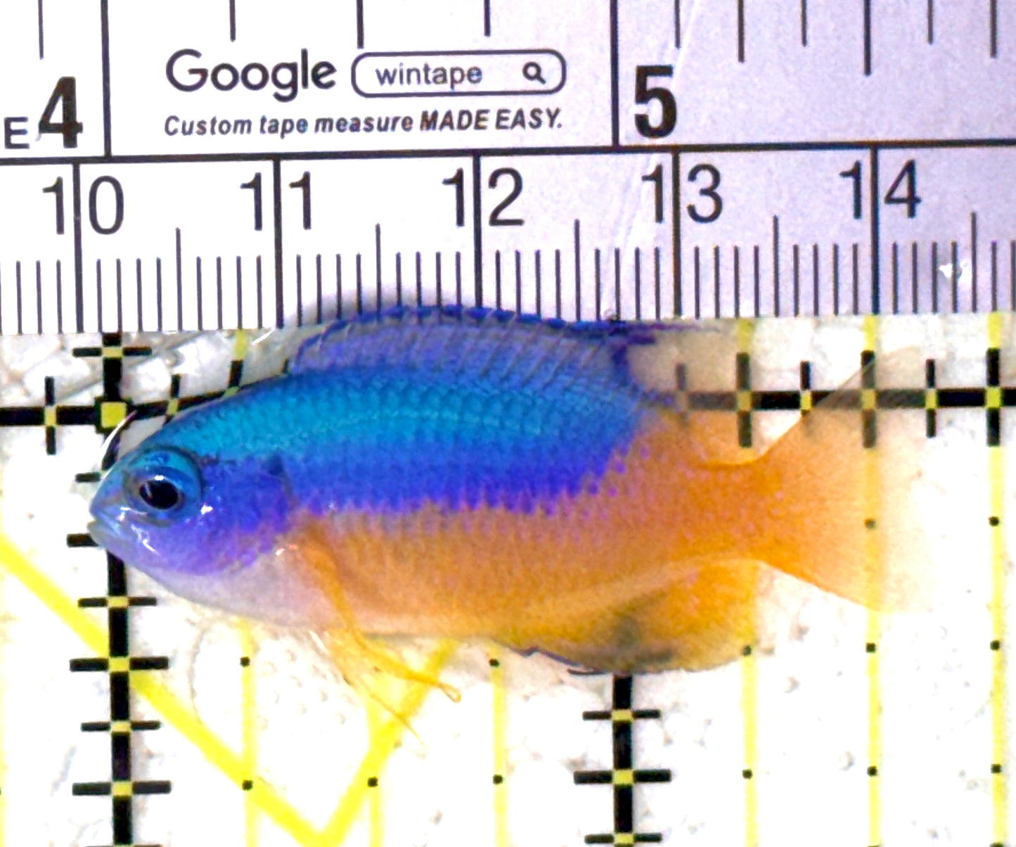 Electric Blue Yellow Belly Damselfish EBYBD122901 WYSIWYG Size: S 1.5" approx