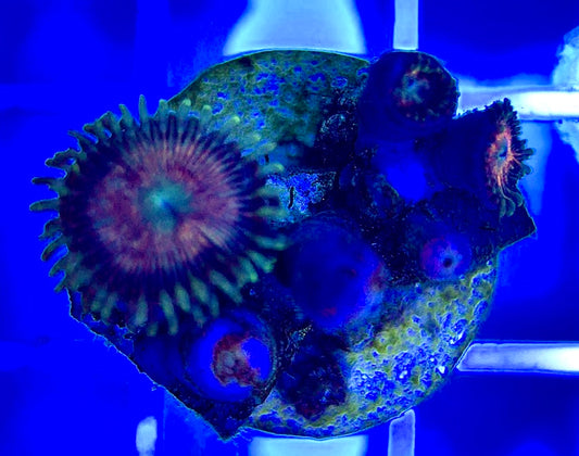 Aquacultured Zoanthids/Playthoa AZP050204 WYSIWYG