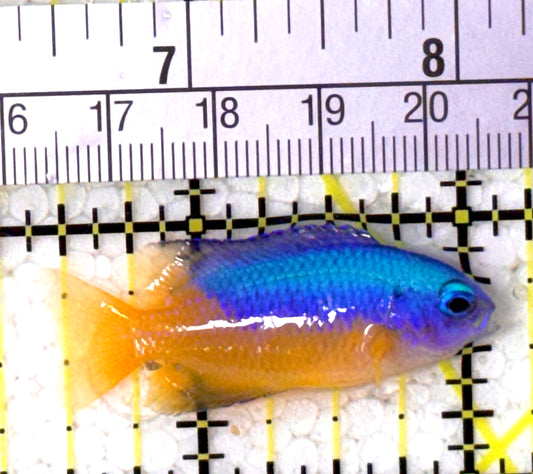 Electric Blue Yellow Belly Damselfish EBYBD122901 WYSIWYG Size: S 1.5" approx