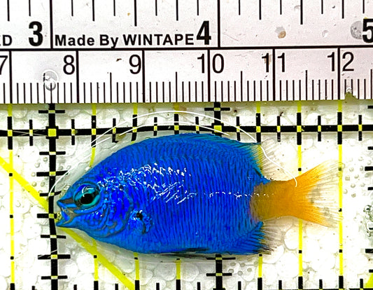 Yellowtail Damselfish YD102101 WYSIWYG Size: S 1.75" approx