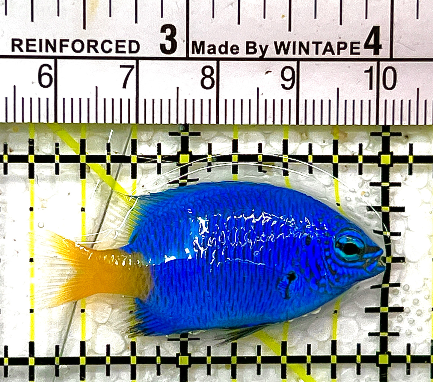 Yellowtail Damselfish YD102101 WYSIWYG Size: S 1.75" approx