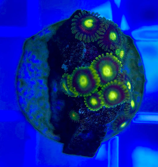 Aquacultured Zoanthids/Playthoa AZP050205 WYSIWYG
