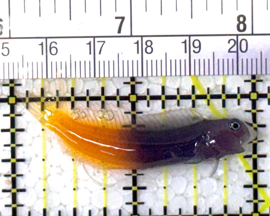 Bicolor Blenny BB122901 WYSIWYG Size: S 2" approx