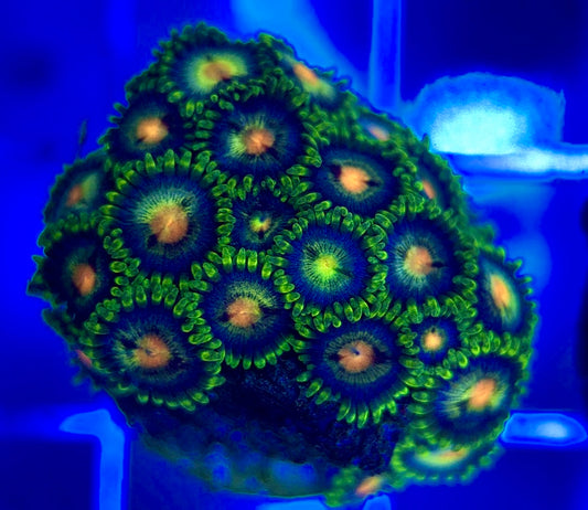 Aquacultured Zoanthids/Playthoa AZP050206 WYSIWYG