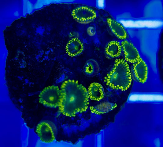 Aquacultured Zoanthids/Playthoa AZP050207 WYSIWYG