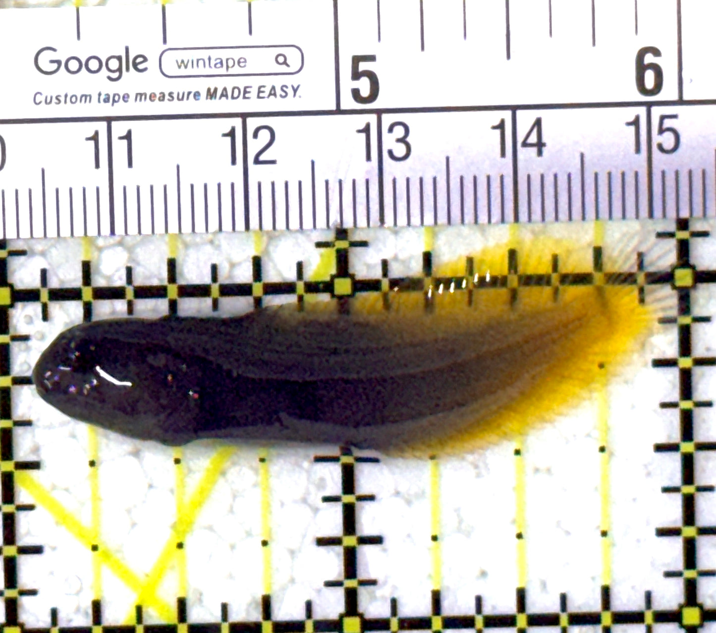 Goldentail Combtooth Blenny GCB122901 WYSIWYG Size: S 2" approx