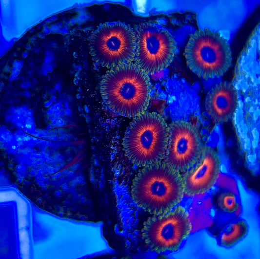 Aquacultured Zoanthids/Playthoa AZP050208 WYSIWYG