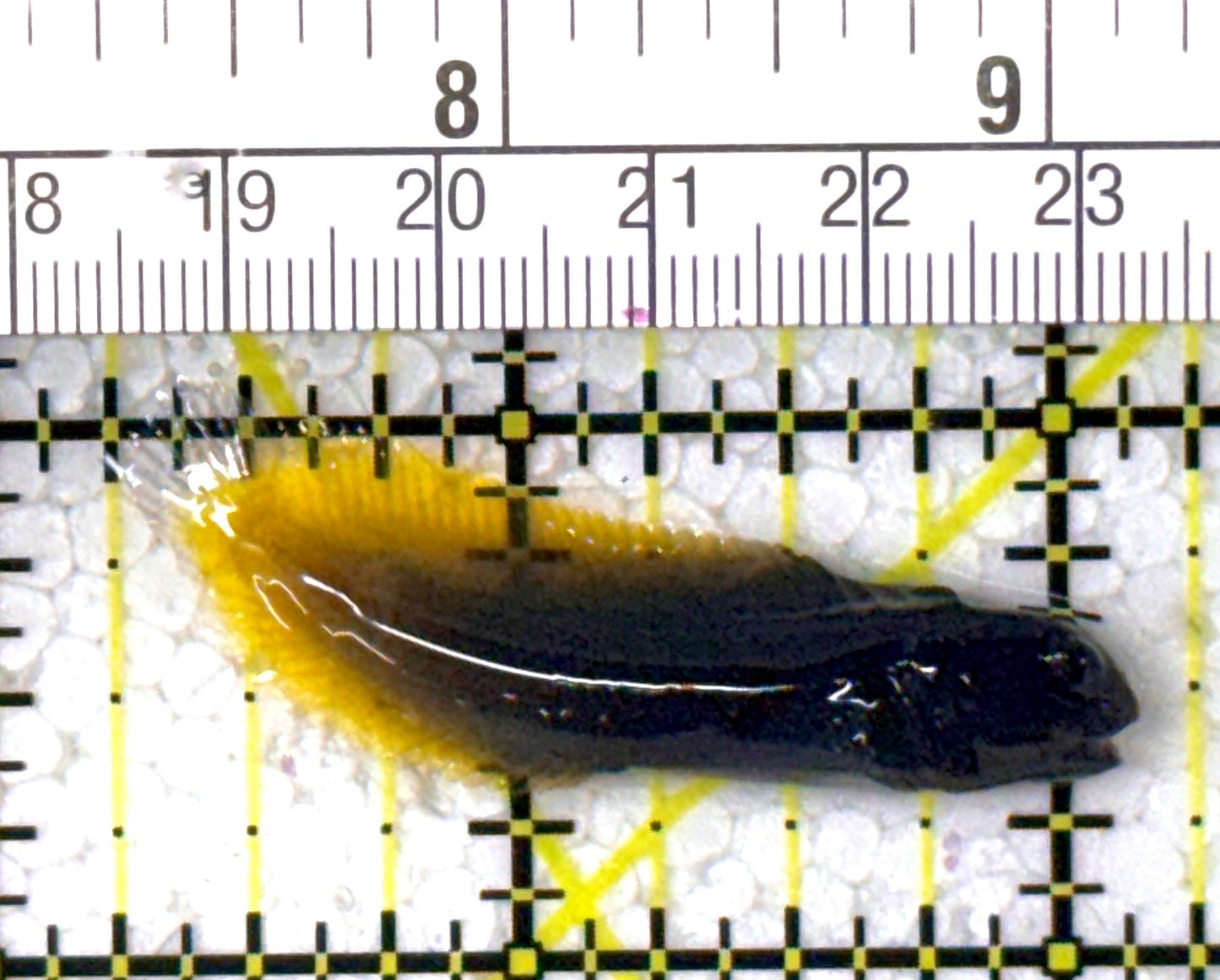 Goldentail Combtooth Blenny GCB122901 WYSIWYG Size: S 2" approx