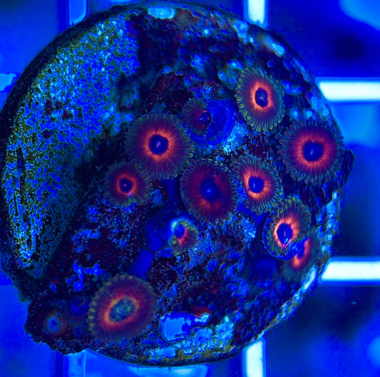 Aquacultured Zoanthids/Playthoa AZP050209 WYSIWYG