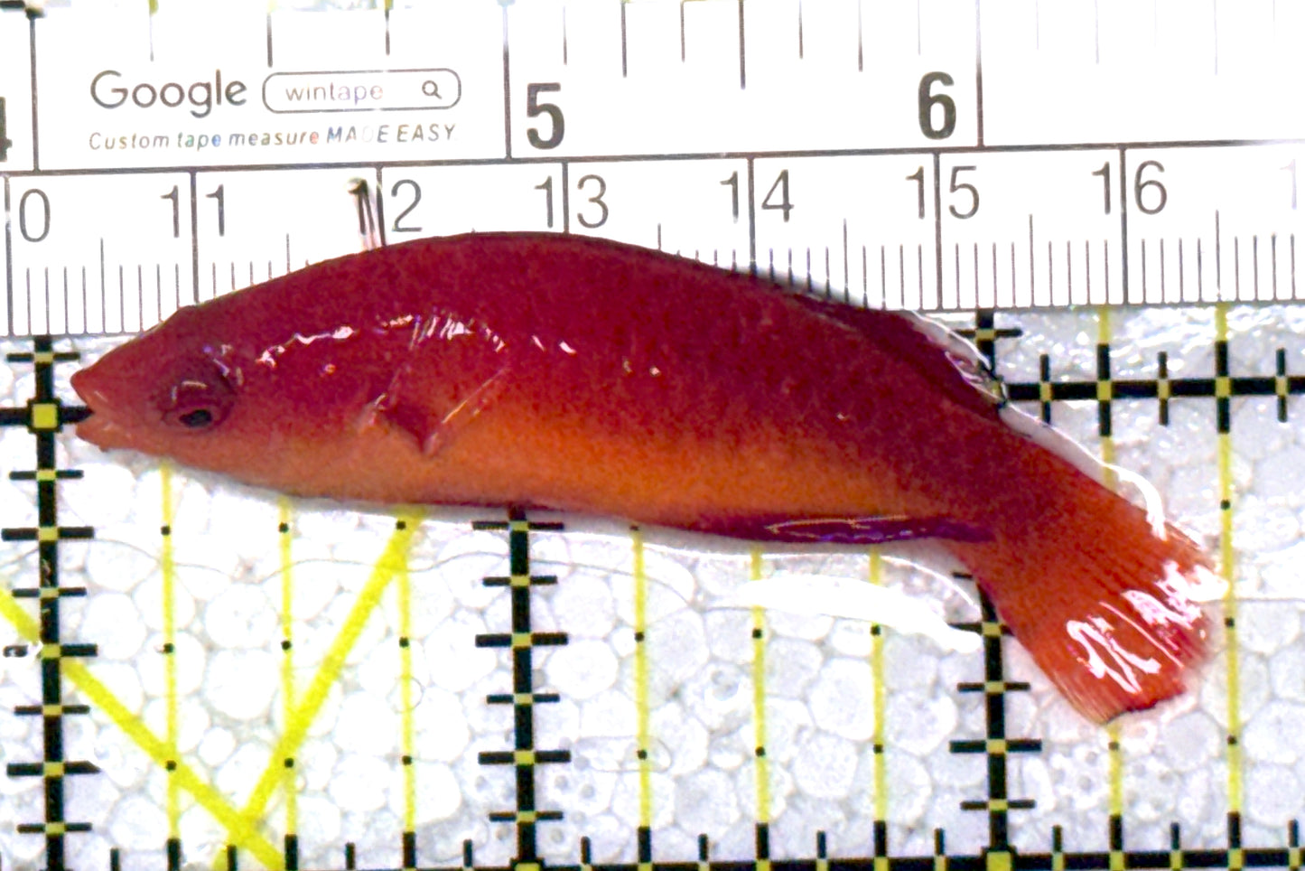 HighFin Fairy Wrasse HFW123101 WYSIWYG Size: SHOW 2.5" approx