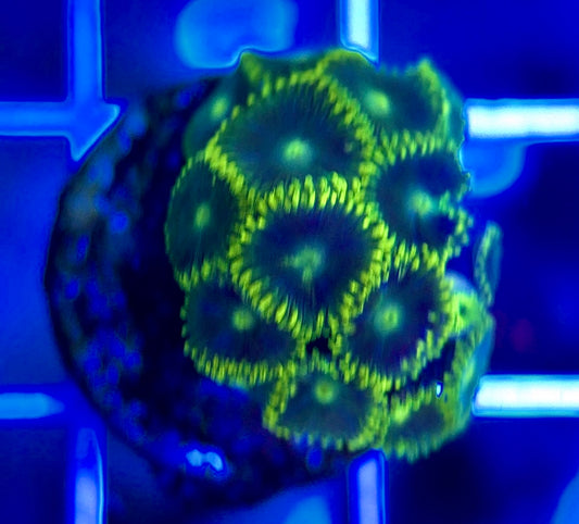 Aquacultured Zoanthids/Playthoa AZP050210 WYSIWYG