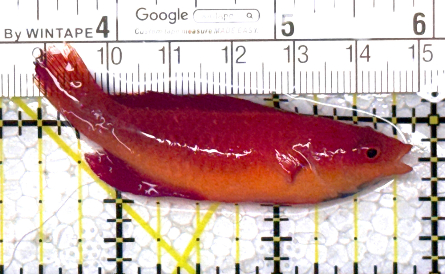 HighFin Fairy Wrasse HFW123101 WYSIWYG Size: SHOW 2.5" approx