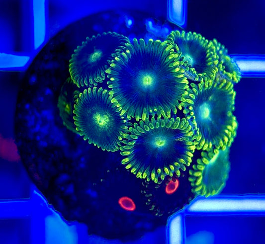 Aquacultured Zoanthids/Playthoa AZP050211 WYSIWYG