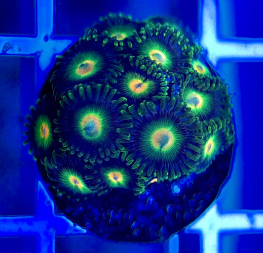 Aquacultured Zoanthids/Playthoa AZP050212 WYSIWYG