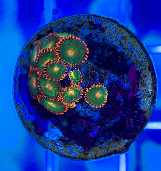 Aquacultured Zoanthids/Playthoa AZP050301 WYSIWYG