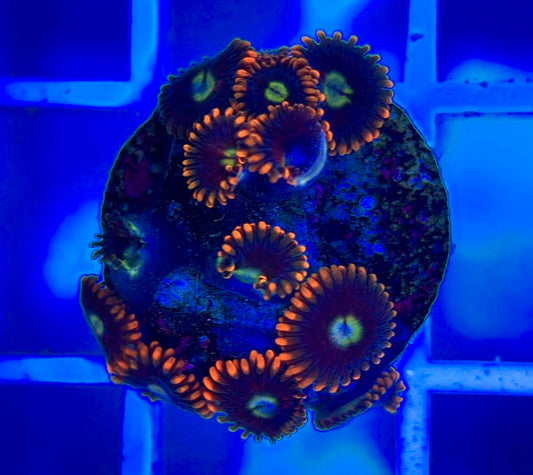 Aquacultured Zoanthids/Playthoa AZP050302 WYSIWYG