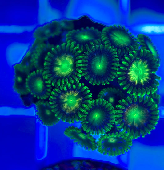 Aquacultured Zoanthids/Playthoa AZP050303 WYSIWYG