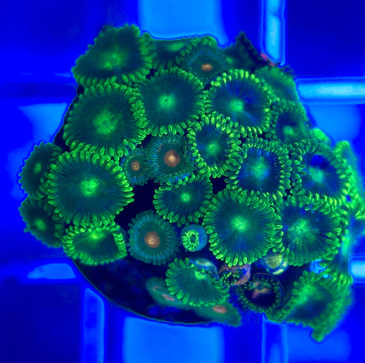 Aquacultured Zoanthids/Playthoa AZP050304 WYSIWYG