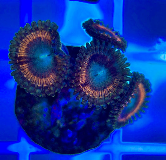 Aquacultured Zoanthids/Playthoa AZP050305 WYSIWYG